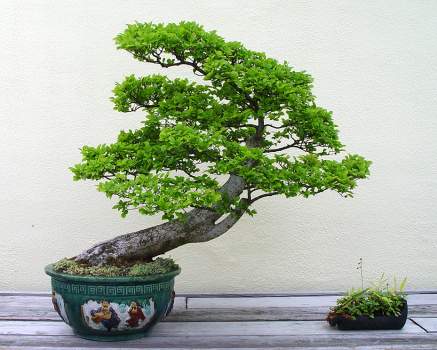 ������� :: ������ � penjing ���� 123