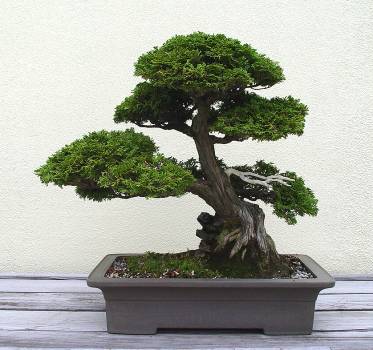 ������� :: ������ � penjing ���� 124