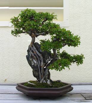 ������� :: ������ � penjing ���� 125