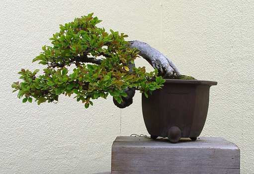 ������� :: ������ � penjing ���� 126
