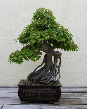 ������� :: ������ � penjing ���� 127