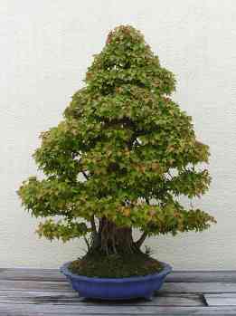 ������� :: ������ � penjing ���� 129