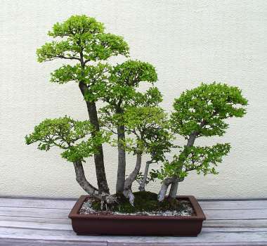 ������� :: ������ � penjing ���� 131