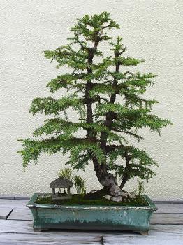 ������� :: ������ � penjing ���� 132