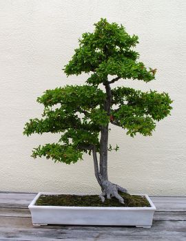 ������� :: ������ � penjing ���� 133