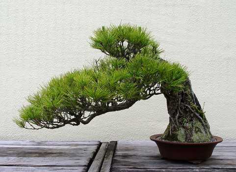 ������� :: ������ � penjing ���� 134