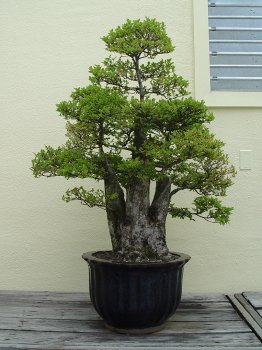 ������� :: ������ � penjing ���� 135
