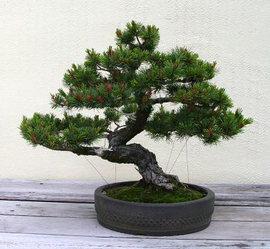 ������� :: ������ � penjing ���� 136