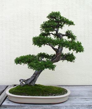 ������� :: ������ � penjing ���� 137