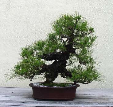 ������� :: ������ � penjing ���� 138
