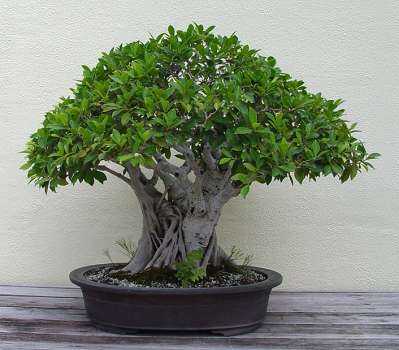 ������� :: ������ � penjing ���� 139