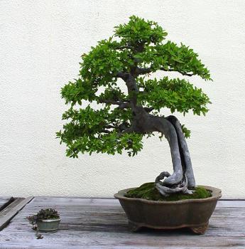 ������� :: ������ � penjing ���� 140