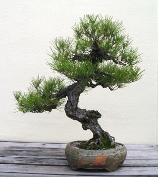 ������� :: ������ � penjing ���� 141