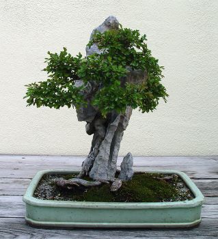 ������� :: ������ � penjing ���� 142