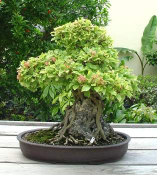 ������� :: ������ � penjing ���� 143