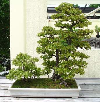 ������� :: ������ � penjing ���� 144