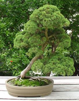 ������� :: ������ � penjing ���� 145