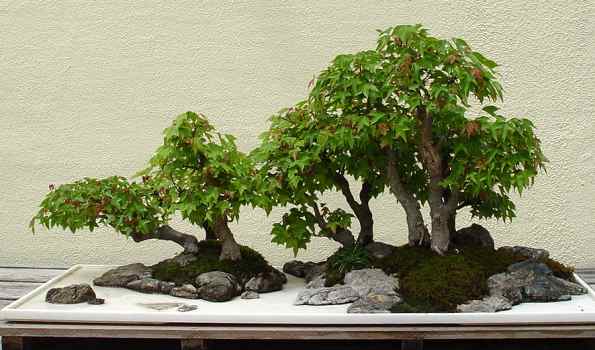 ������� :: ������ � penjing ���� 146