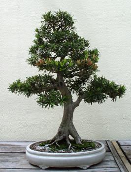 ������� :: ������ � penjing ���� 147
