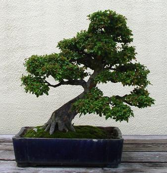������� :: ������ � penjing ���� 148
