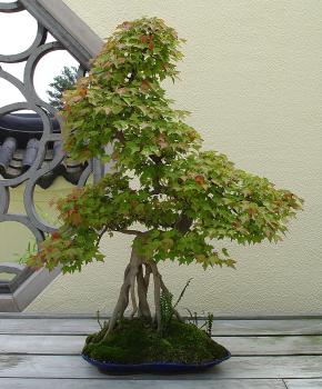 ������� :: ������ � penjing ���� 149