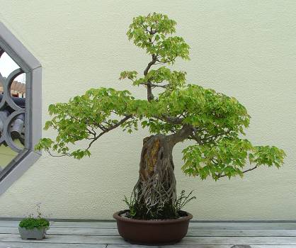 ������� :: ������ � penjing ���� 150