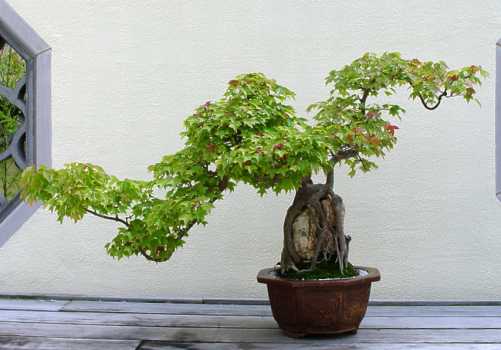 ������� :: ������ � penjing ���� 152
