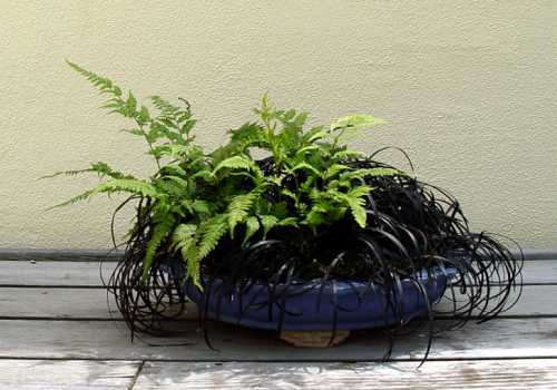 ������� :: ������ � penjing ���� 153