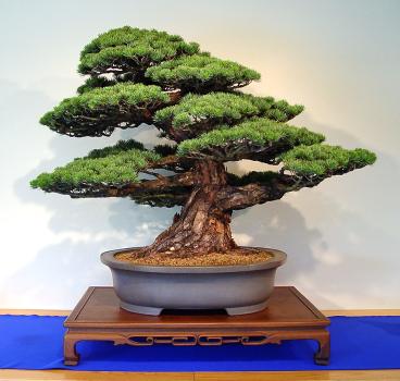 ������� :: ������ � penjing ���� 154