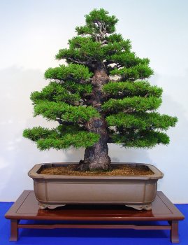 ������� :: ������ � penjing ���� 155