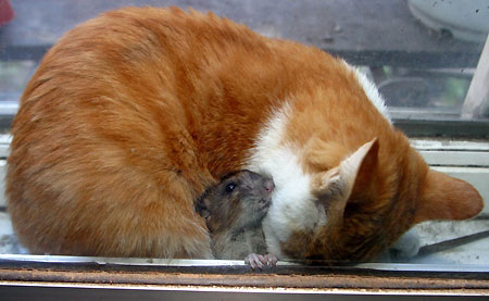 ����������� ���� :: ���������� 1