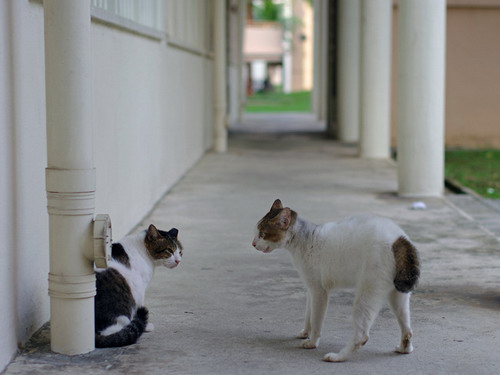 ����� ���� 33