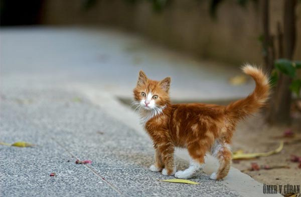 ����� �������� ������� :: ���������� 1