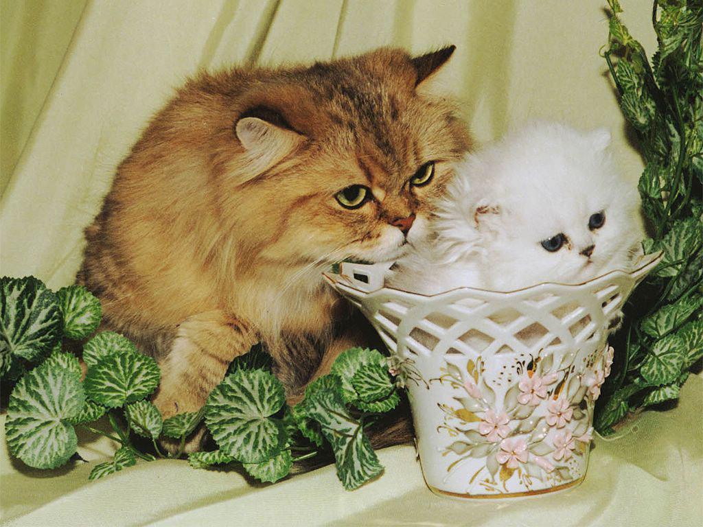 �������� ��� :: ����� :: ���������� 1
