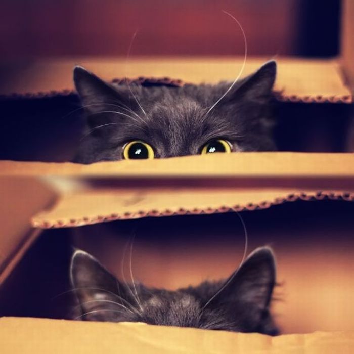 ����� :: ���������� 1