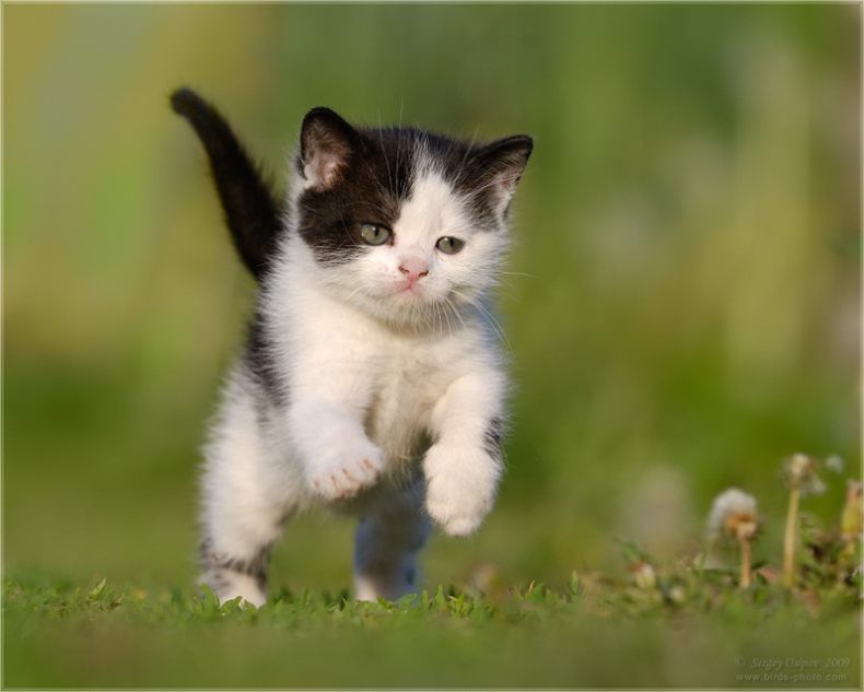 ����� :: ���������� 1