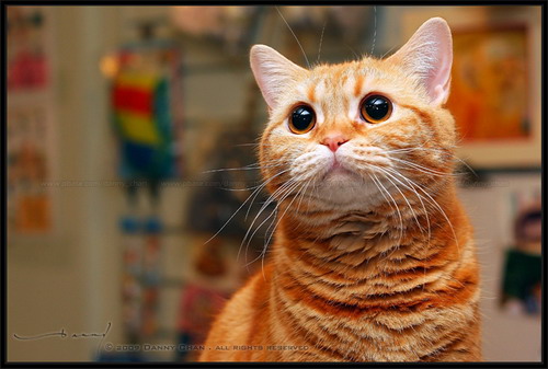 ���������� ���� 16