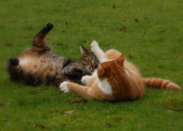 ������� ��� :: ���������� 1