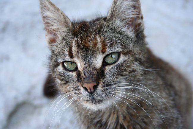 �������� ��� :: ����� :: ���������� 1