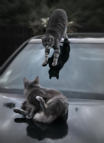 Животный мир :: Коты и кошки