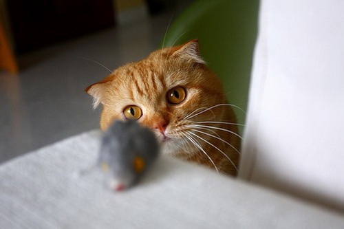 ����� ���� 16