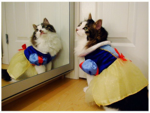 ����� ���� 64