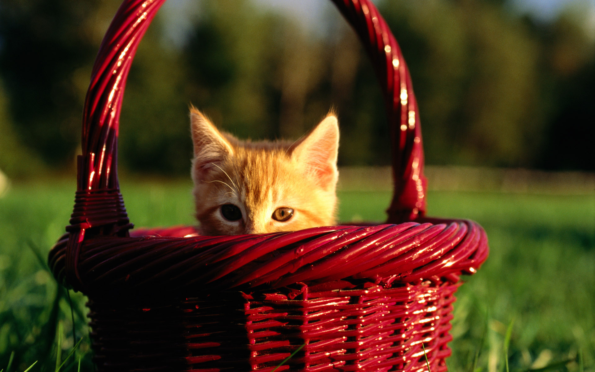 Котята в корзинке
