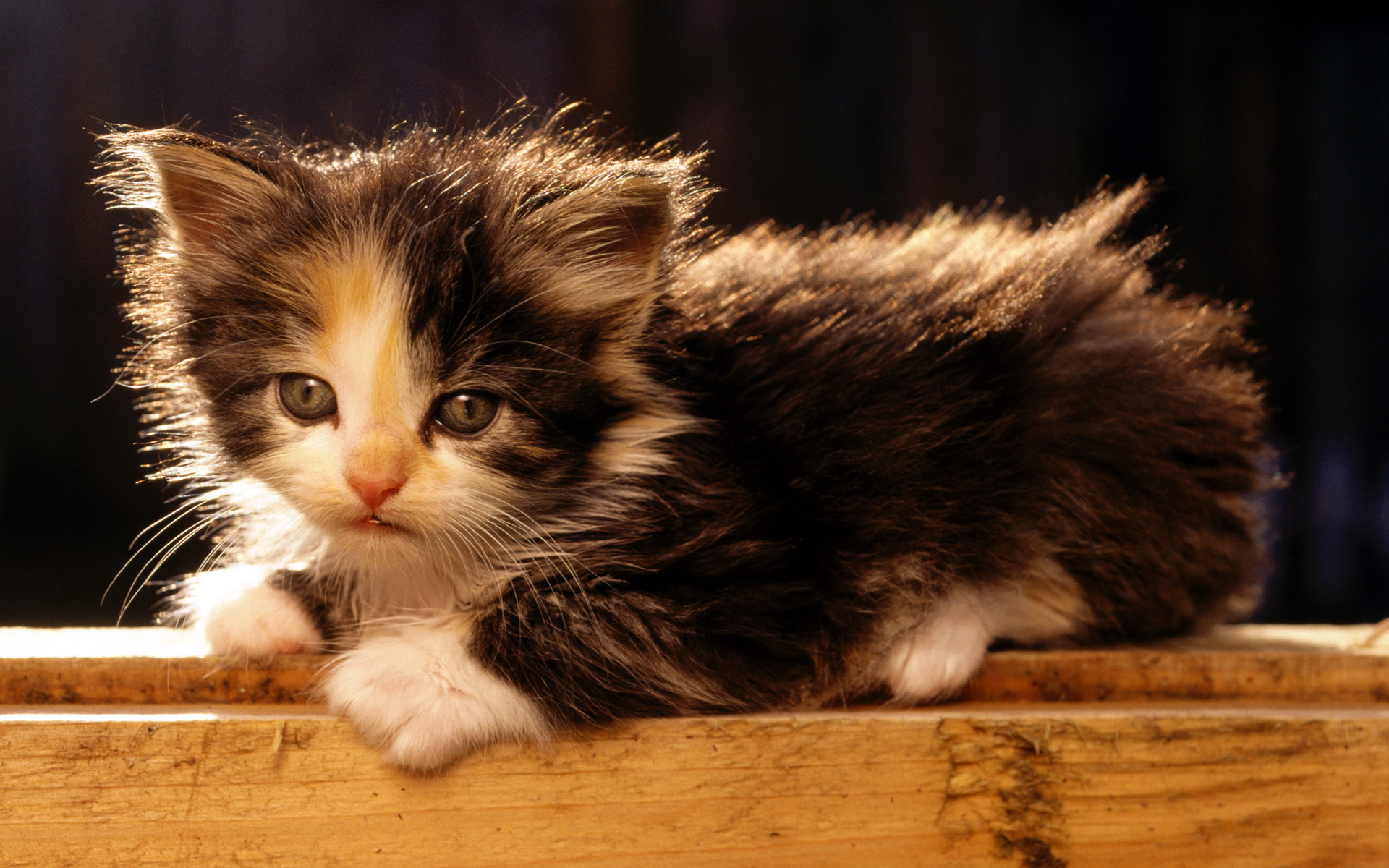 ������ �� ������� ���� :: ���������� 1