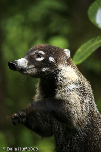 �������� ��� :: ������ (coati) ���� 1