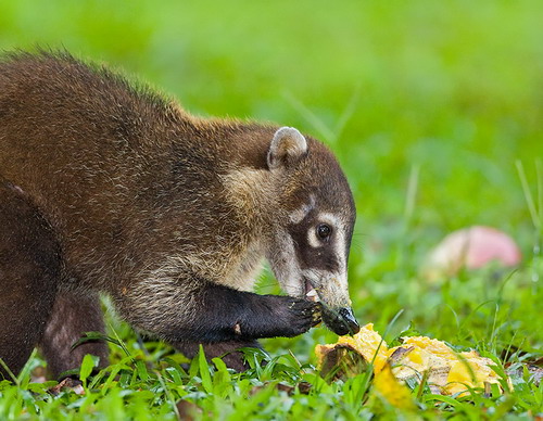 �������� ��� :: ������ (coati) ���� 2