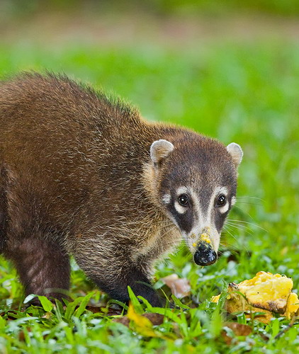 �������� ��� :: ������ (coati) ���� 3