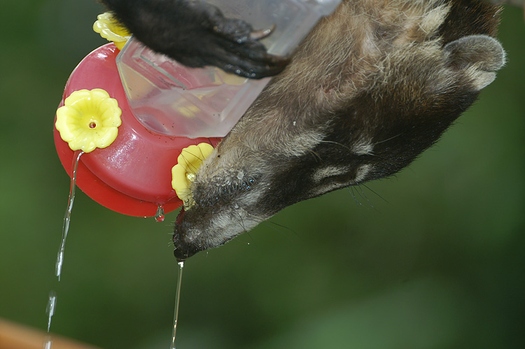 �������� ��� :: ������ (coati) :: ���������� 1
