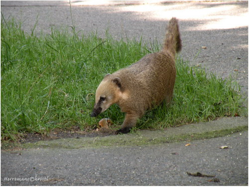 �������� ��� :: ������ (coati) ���� 5