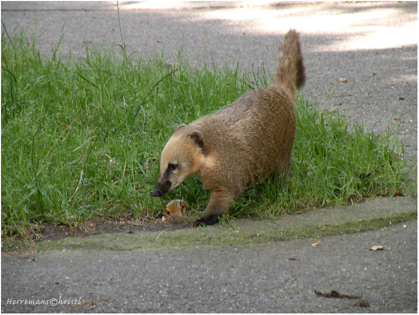 �������� ��� :: ������ (coati) :: ���������� 1